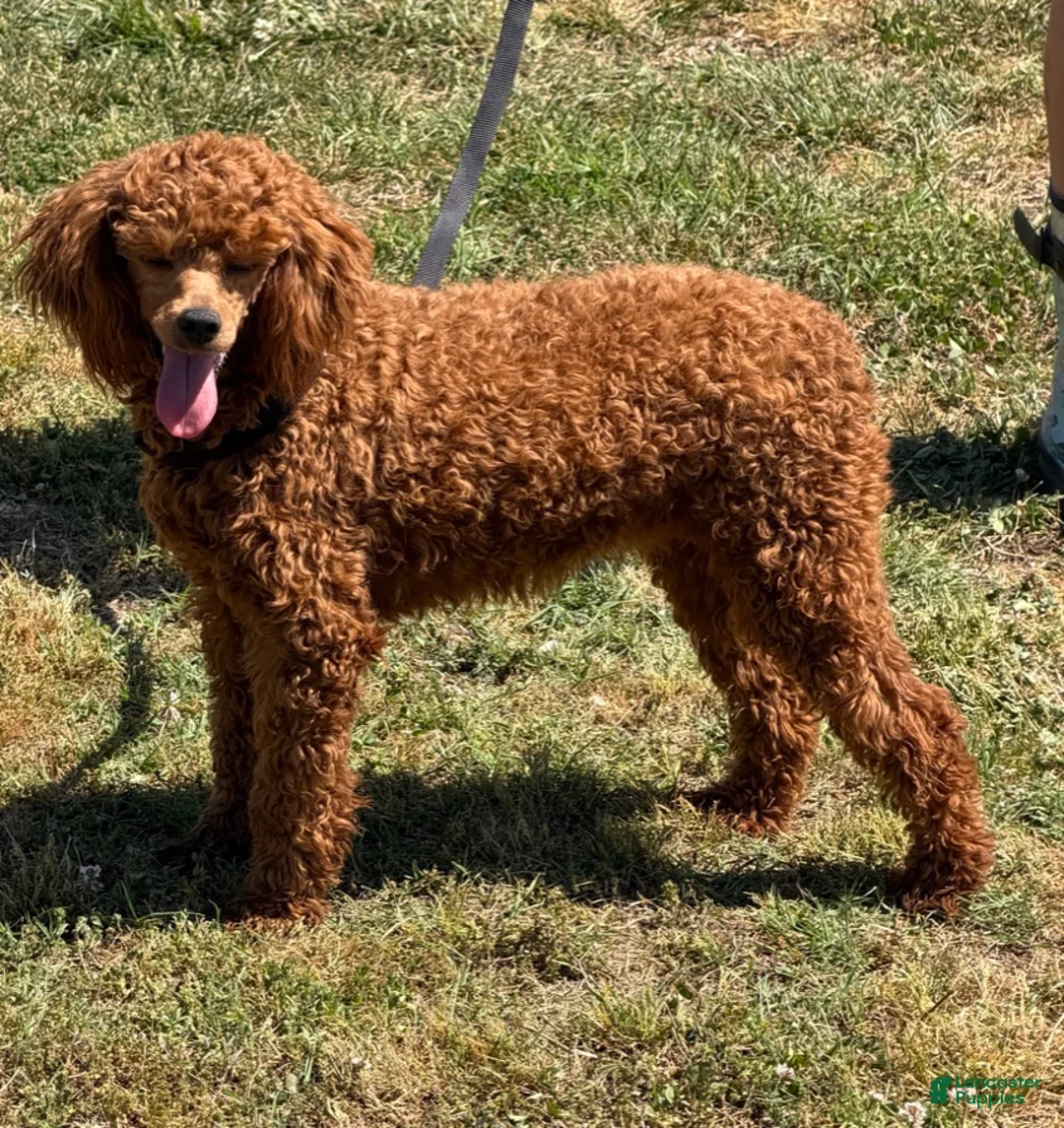 Miniature Poodle dogs for sale: Sadie - Ad 3