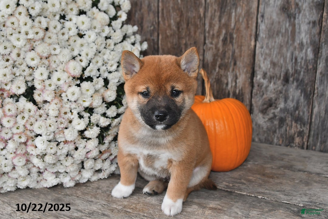 Shiba Inu dogs for sale: Josie - Ad 7