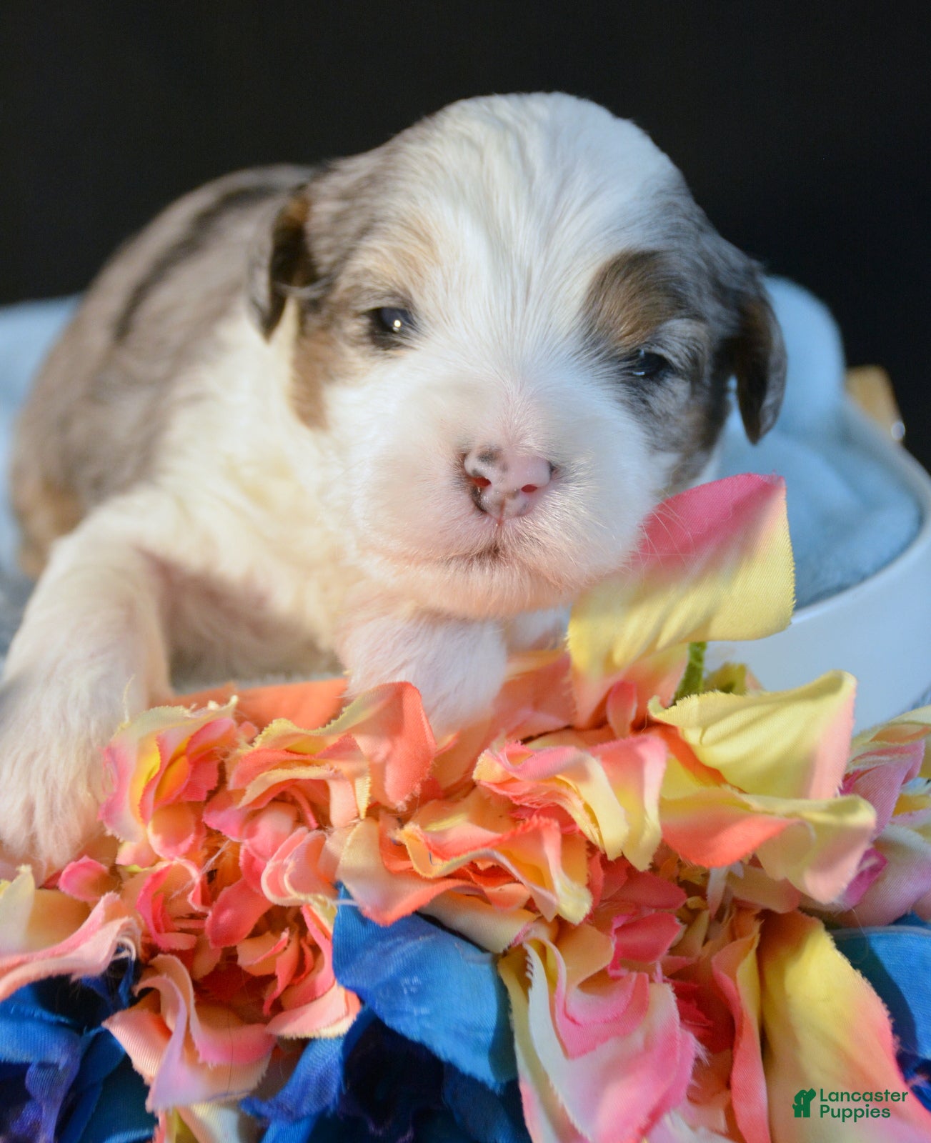 Mini Bernedoodle dogs Micro Bernedoodle Puppy 5 Bailey - Ad 37