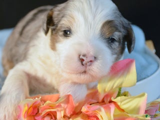 Mini Bernedoodle dogs Micro Bernedoodle Puppy 5 Bailey - Ad 37