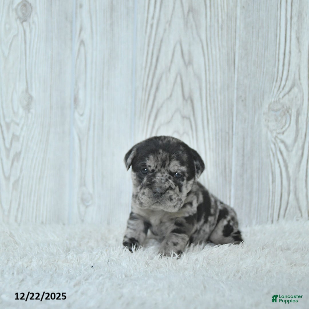 Mini Hippo dogs for sale: Gemma - Ad 4