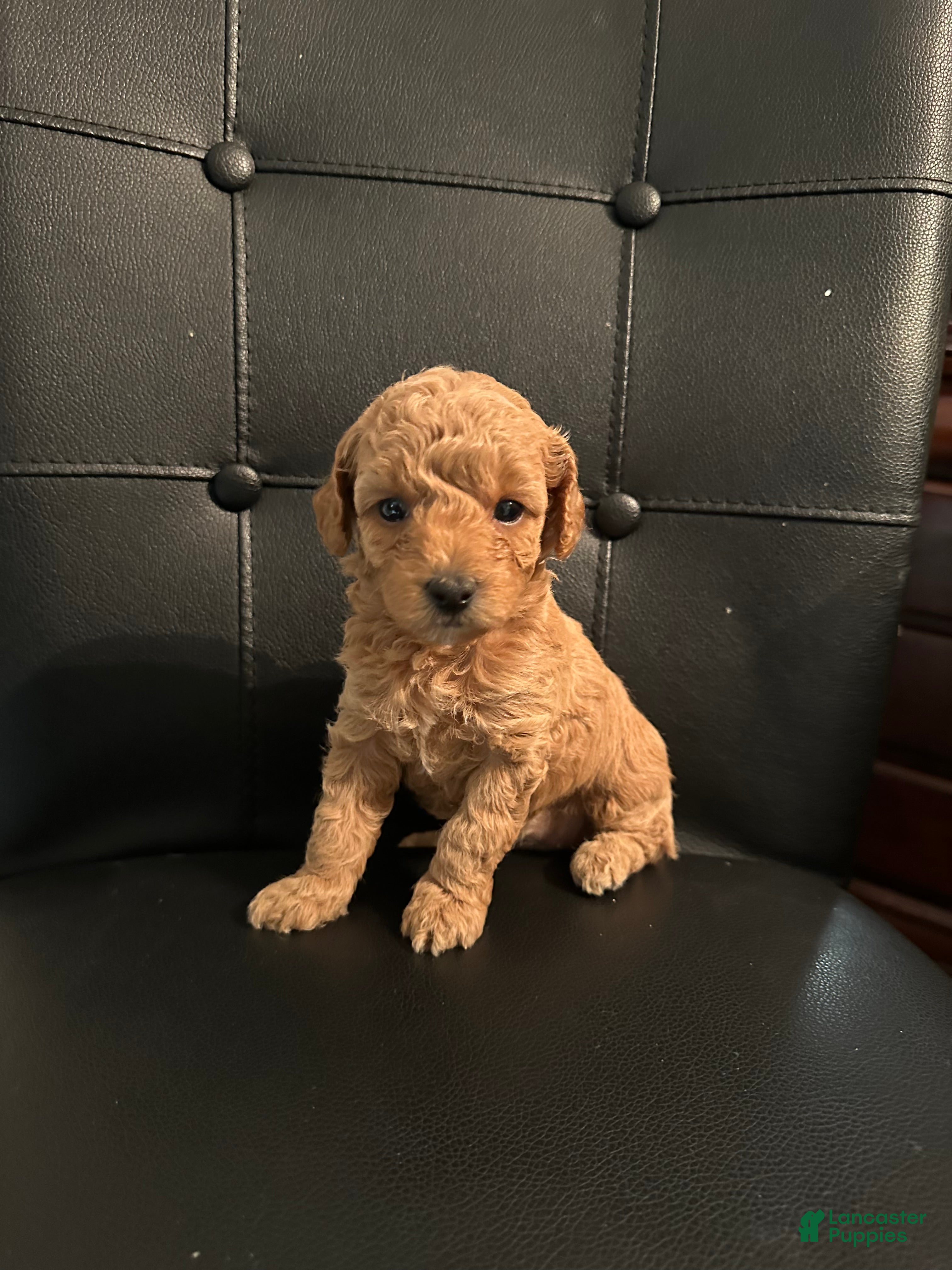 Mini Goldendoodle dogs Mini Goldendoodle 2 Sofia - Ad 2