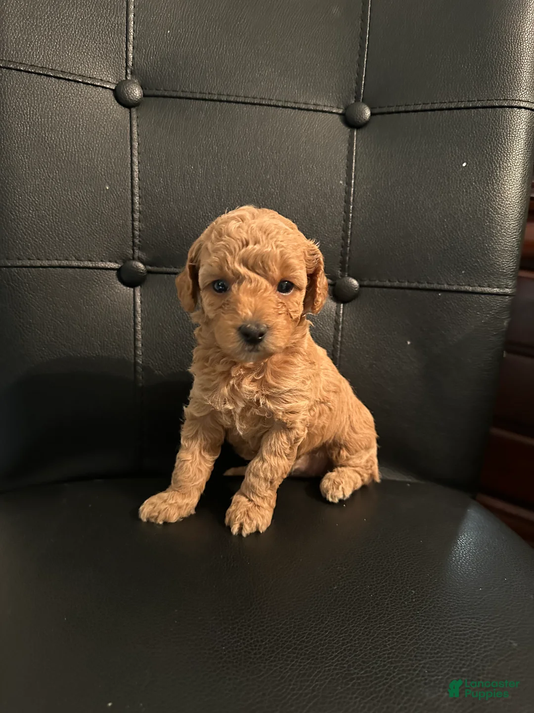 Mini Goldendoodle dogs for sale: Mini Goldendoodle 2 Sofia - Ad 2