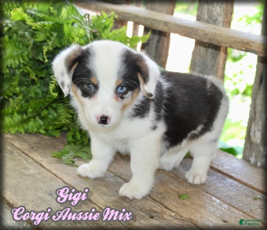 Mixed Breed dogs for sale: Gigi - Ad 1