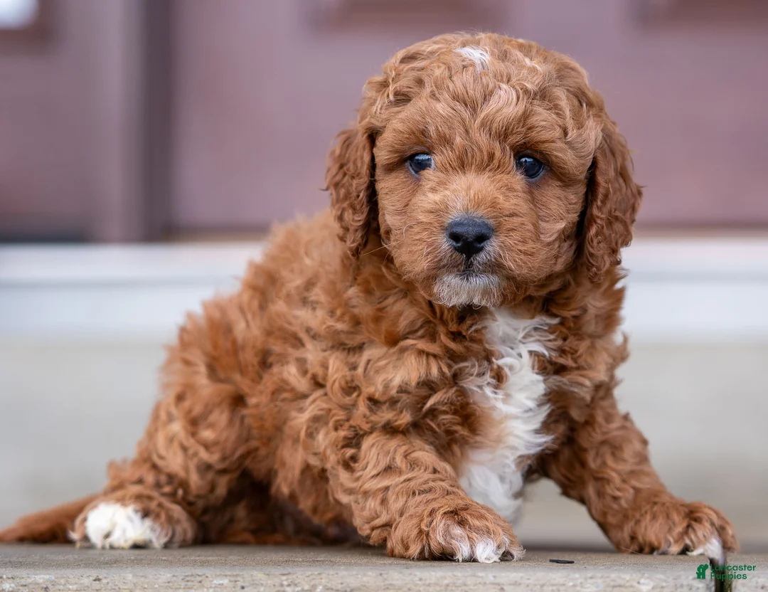 Cavapoo dogs for sale: Rambo - Ad 1
