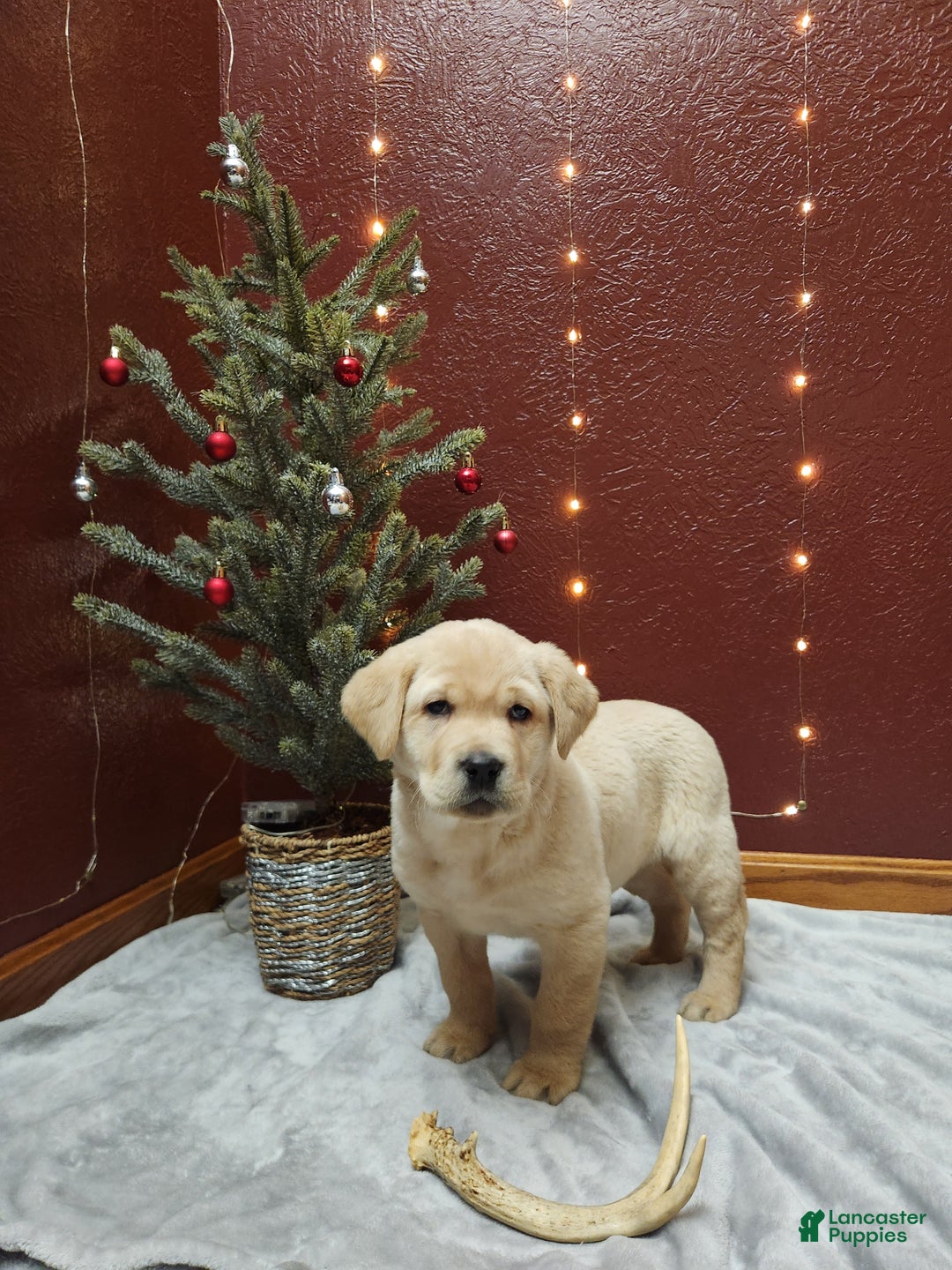 Labrador Retriever dogs for sale: Ivory  - Ad 3