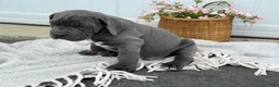 Cane Corso dogs for sale: Brute - Ad 8