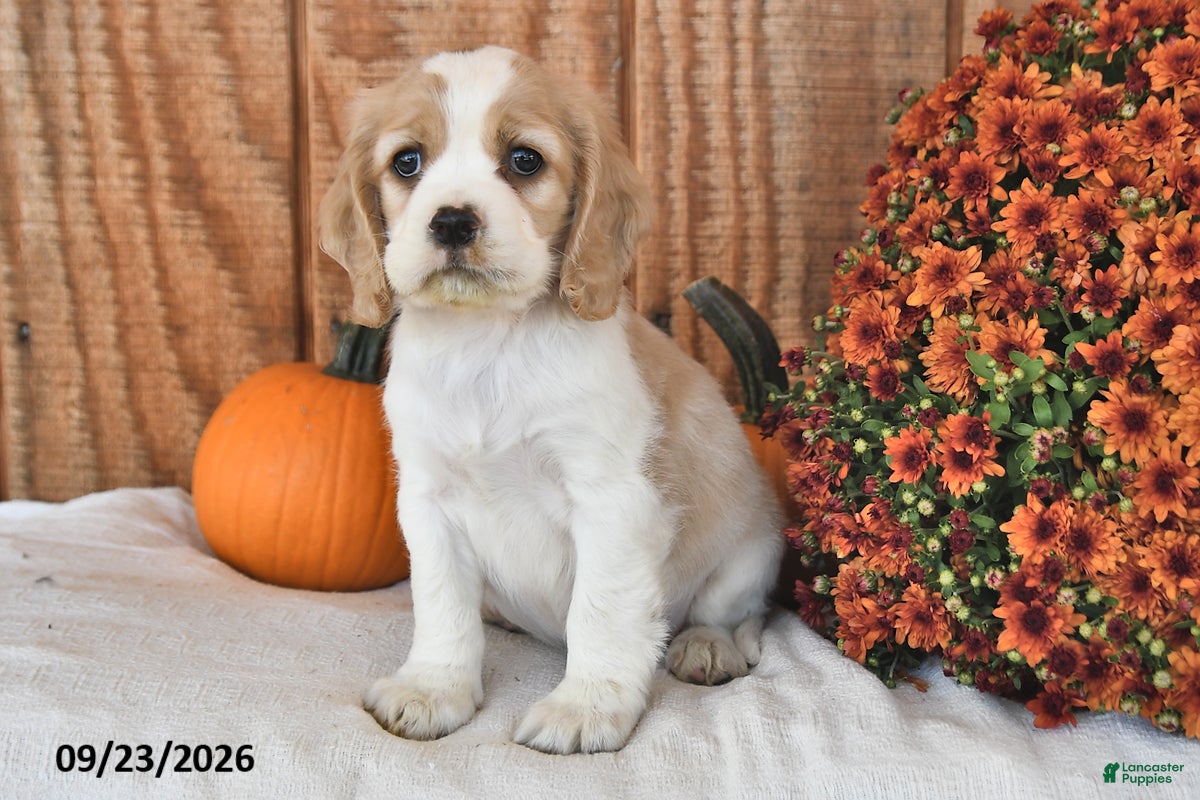 English Cocker Spaniel dogs for sale: Tanner - Ad 1