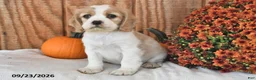 English Cocker Spaniel dogs for sale: Tanner - Ad 1