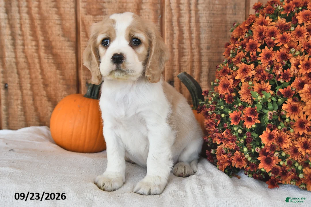English Cocker Spaniel dogs for sale: Tanner - Ad 1