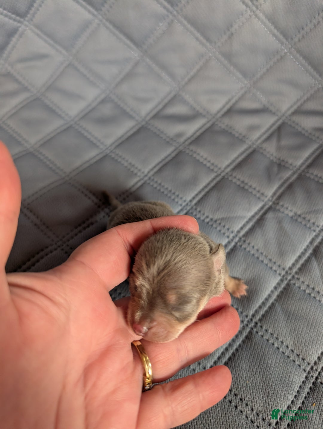 Chihuahua dogs for sale: Patrick - Ad 4