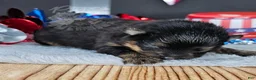 Pomeranian dogs for sale: Pepper's All Apologies - "Apollo" - Ad 6