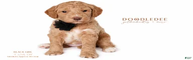 English Goldendoodle: Black Girl