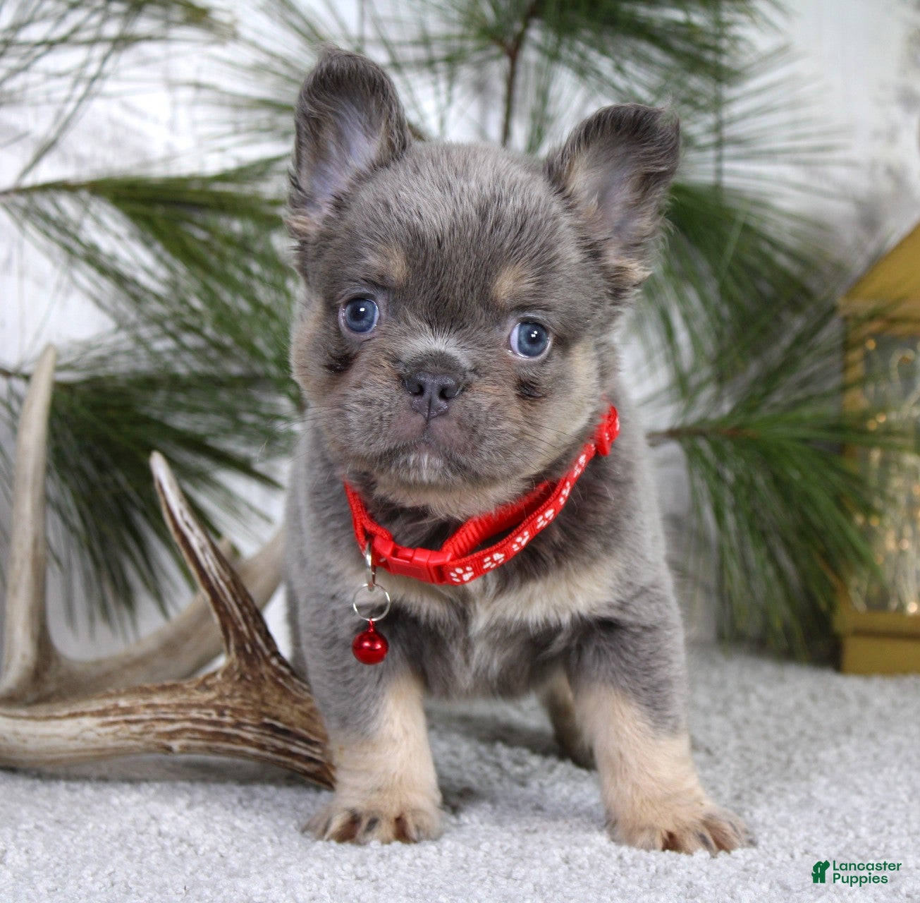 French Bulldog dogs Bentley - Ad 1