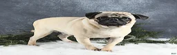 Pug dogs for sale: Gwen - Ad 7