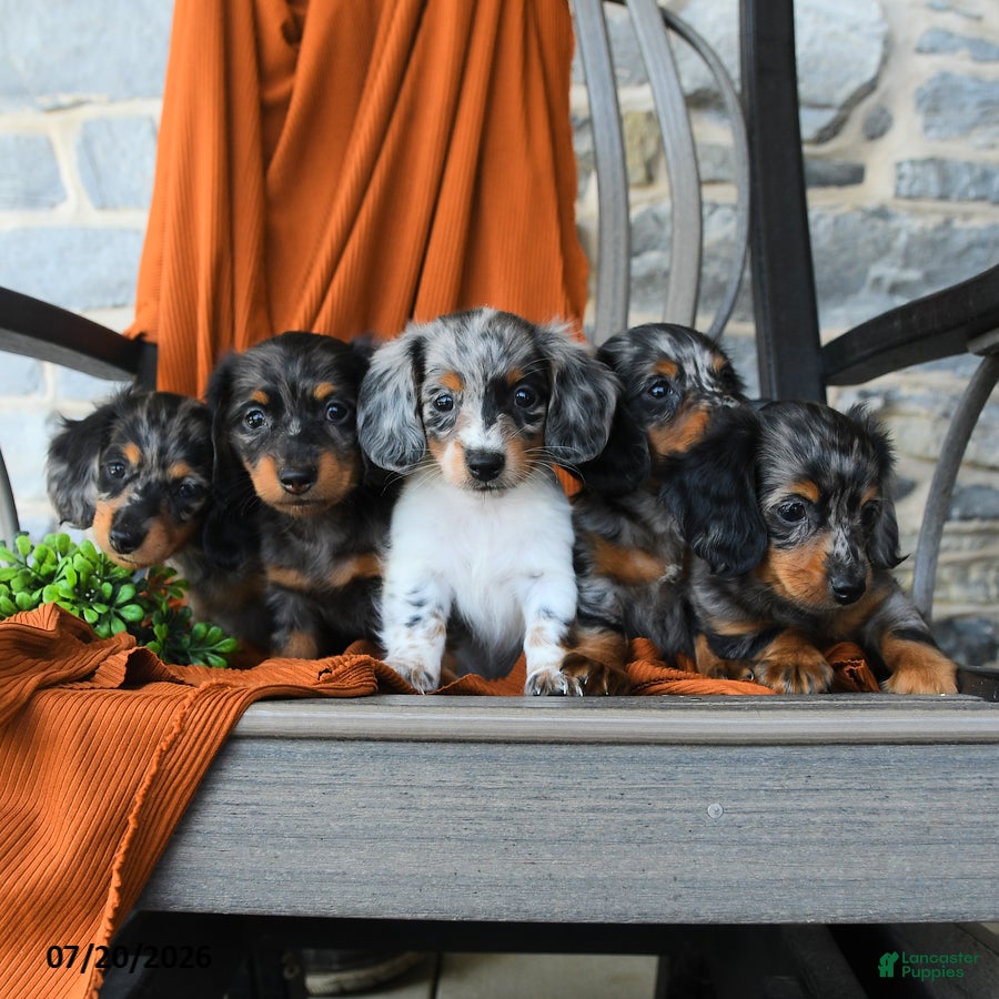 Miniature Dachshund dogs Grayson - Ad 2