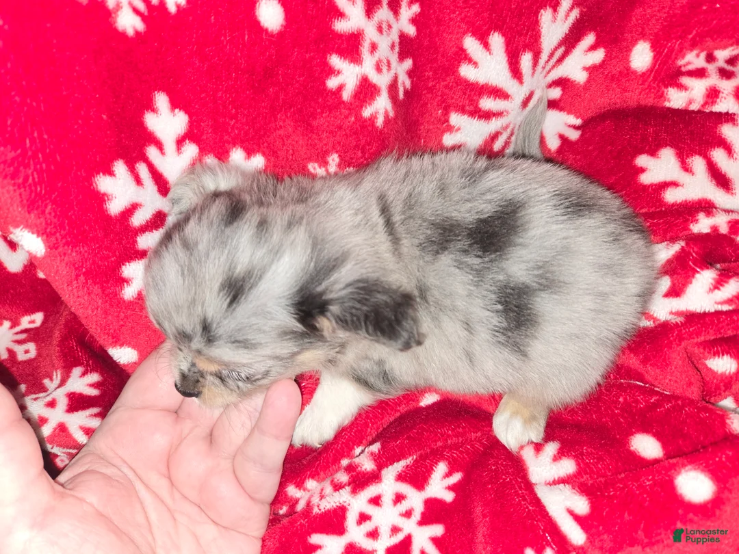 Chihuahua dogs for sale: Long hair Blue merle boy  - Ad 2