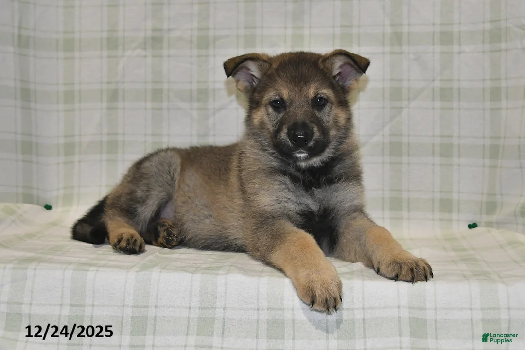 German Shepherd dogs for sale: Megan - Ad 8