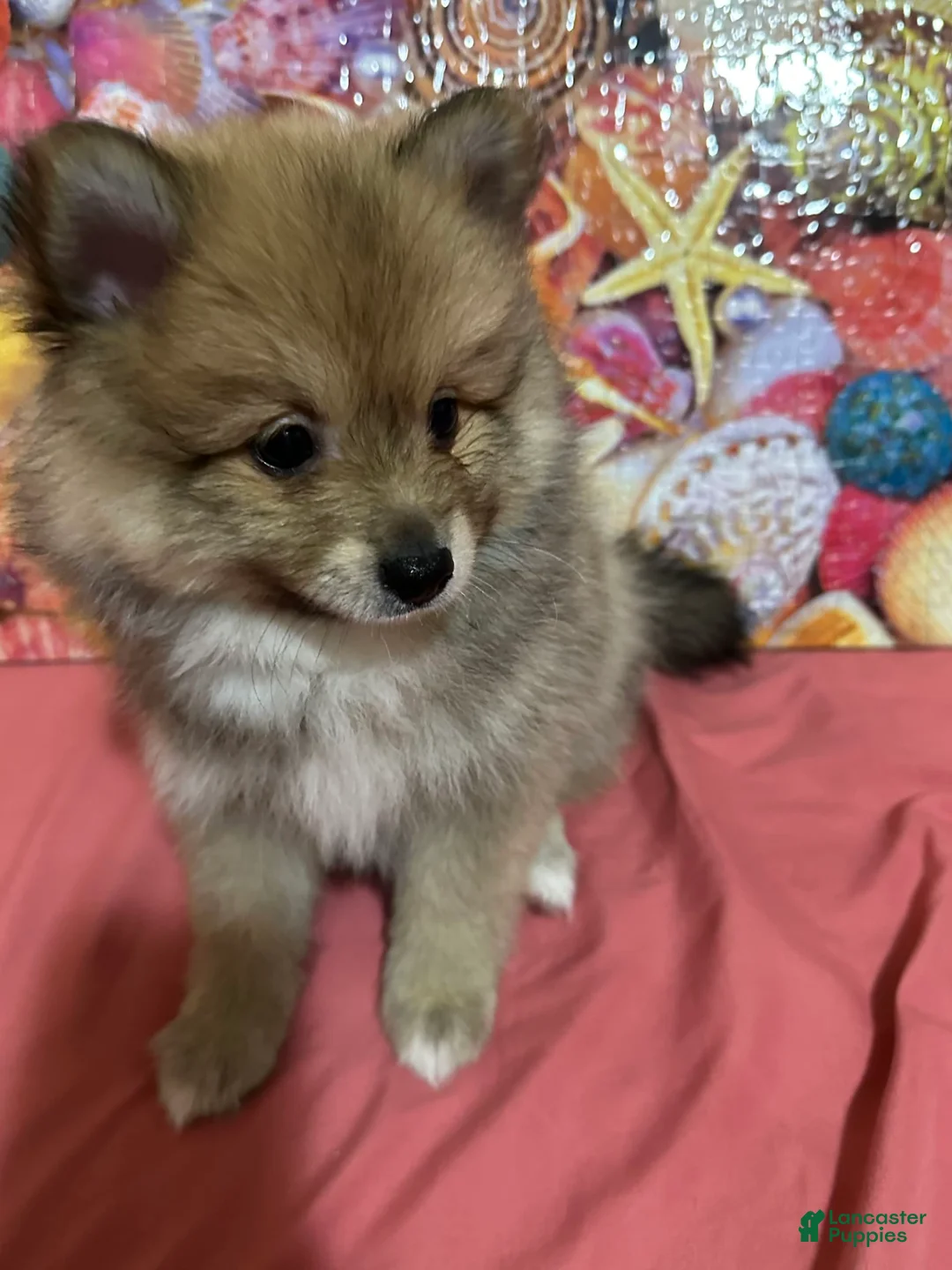 Gallery Image {{count}}