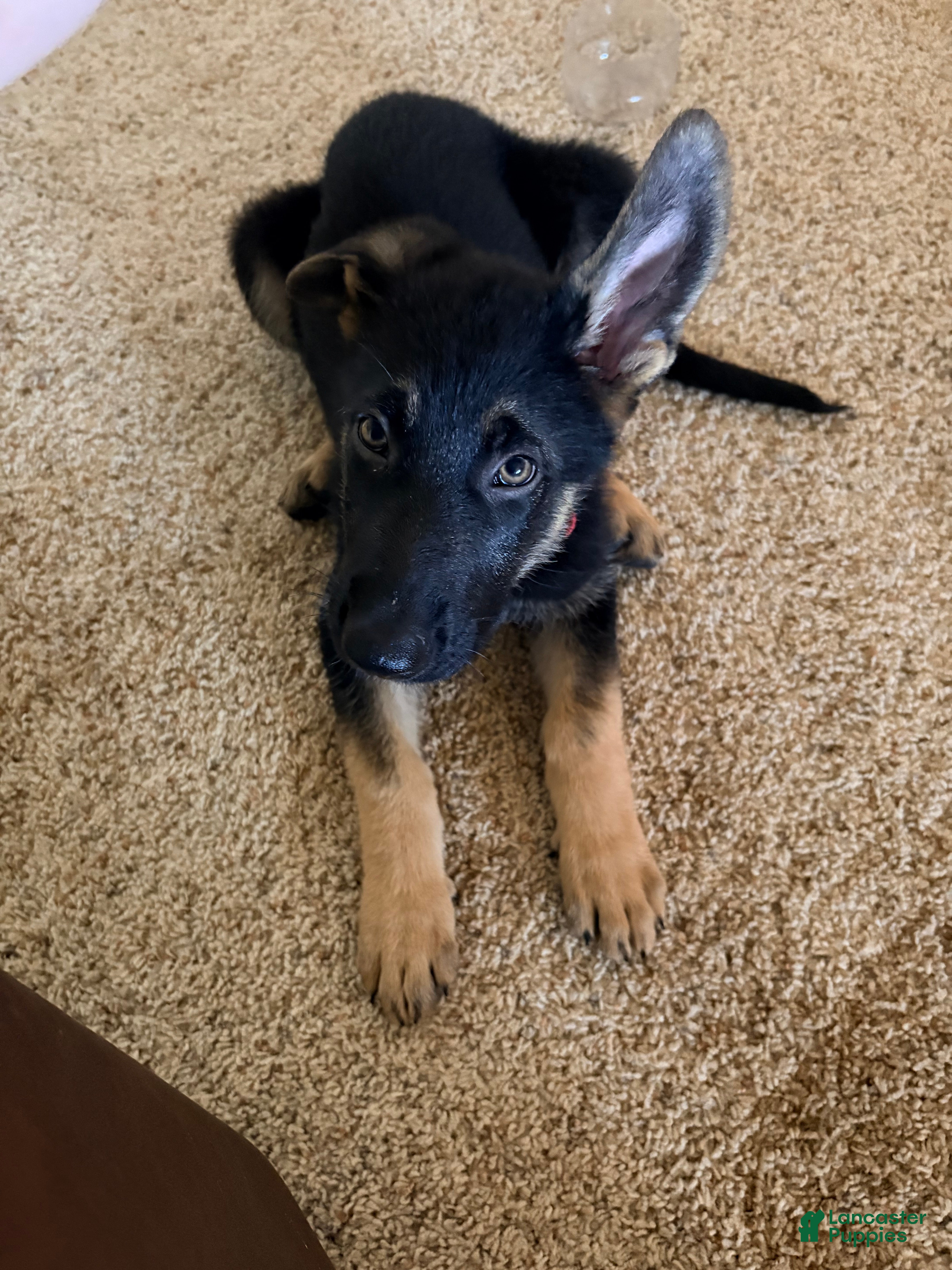German Shepherd dogs German Shepherd Puppy 4 - Ad 2