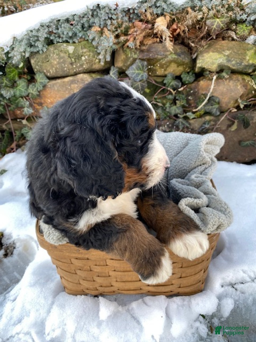 Bernedoodle dogs for sale: Bear - Ad 3