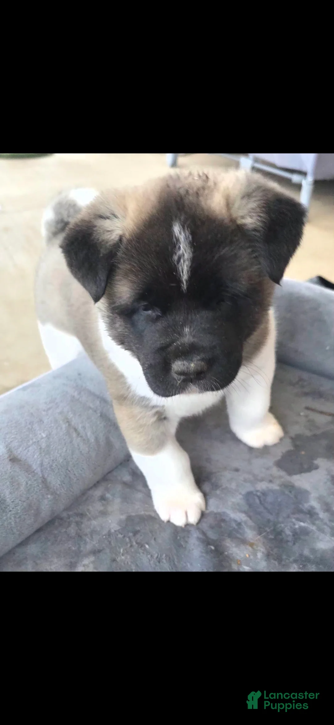 Akita dogs for sale: AKC Charm - Ad 2