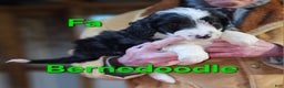 Bernedoodle dogs for sale: Bernedoodle Puppy 1 - Ad 5