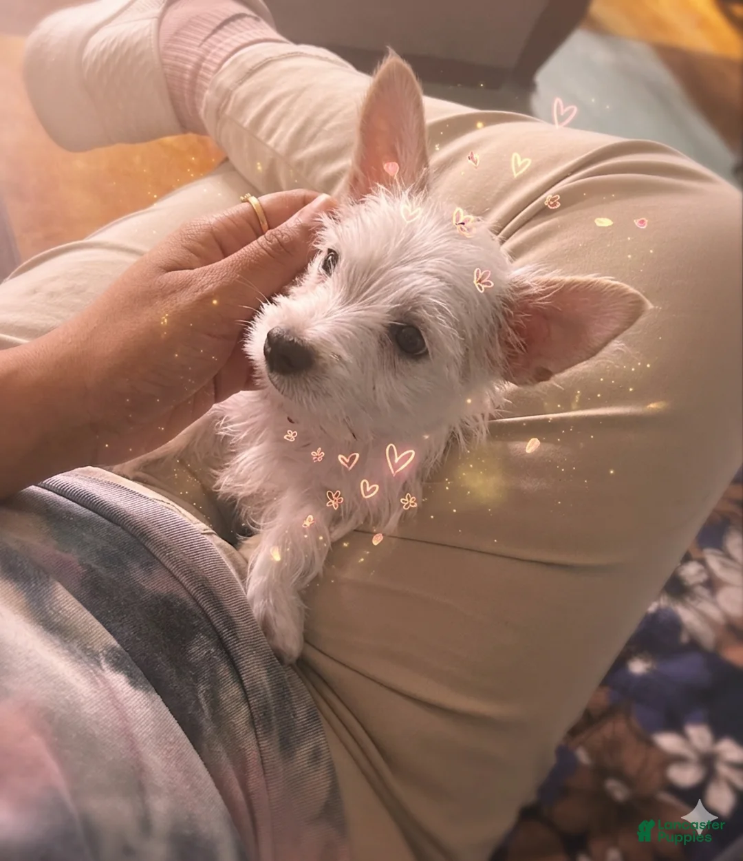 Yorkshire Terrier dogs for sale: AKC Glacierpaw - Ad 1