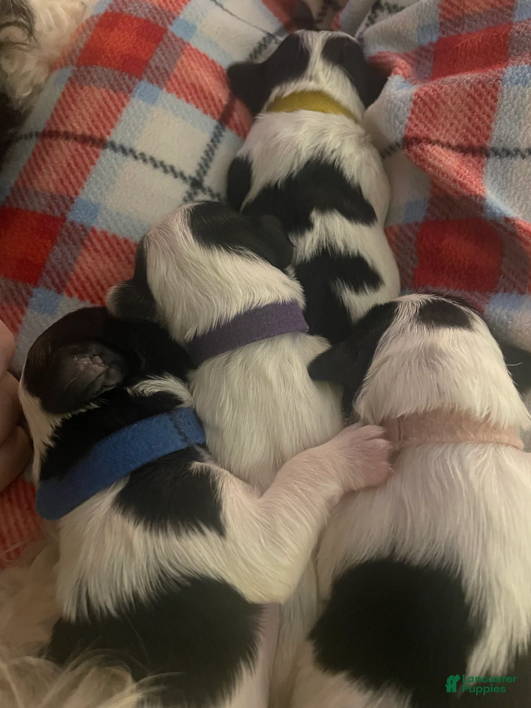 Mixed Breed dogs for sale: Piper - Ad 4