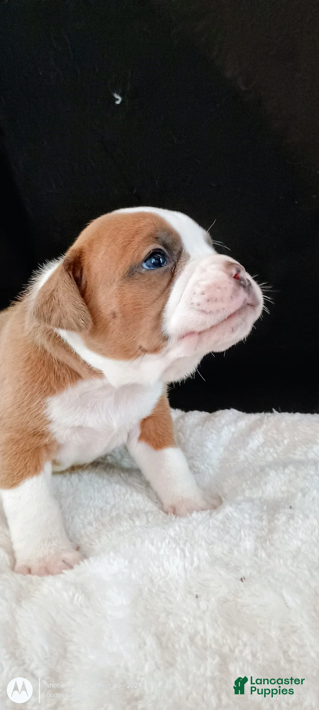 Olde English Bulldogge dogs for sale: Olde English Bulldogge Nyx - Ad 2