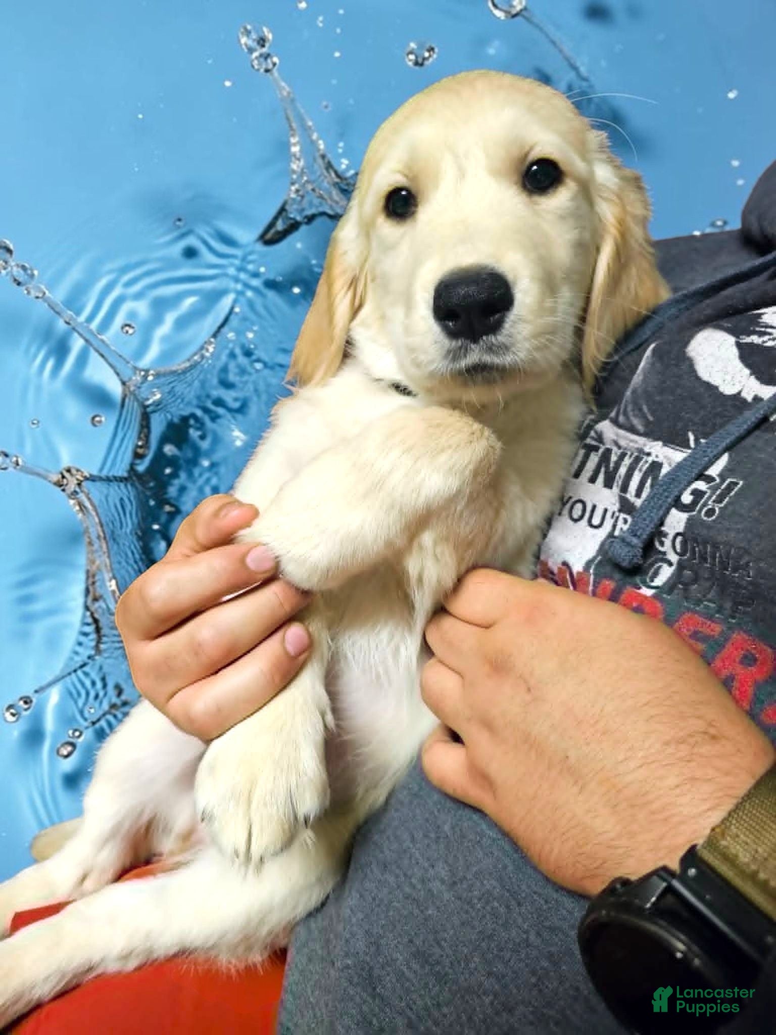 Golden Retriever dogs Golden Retriever 2 - Ad 1