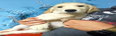 Golden Retriever 2