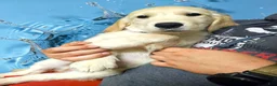 Golden Retriever dogs for sale: Golden Retriever 2 - Ad 1