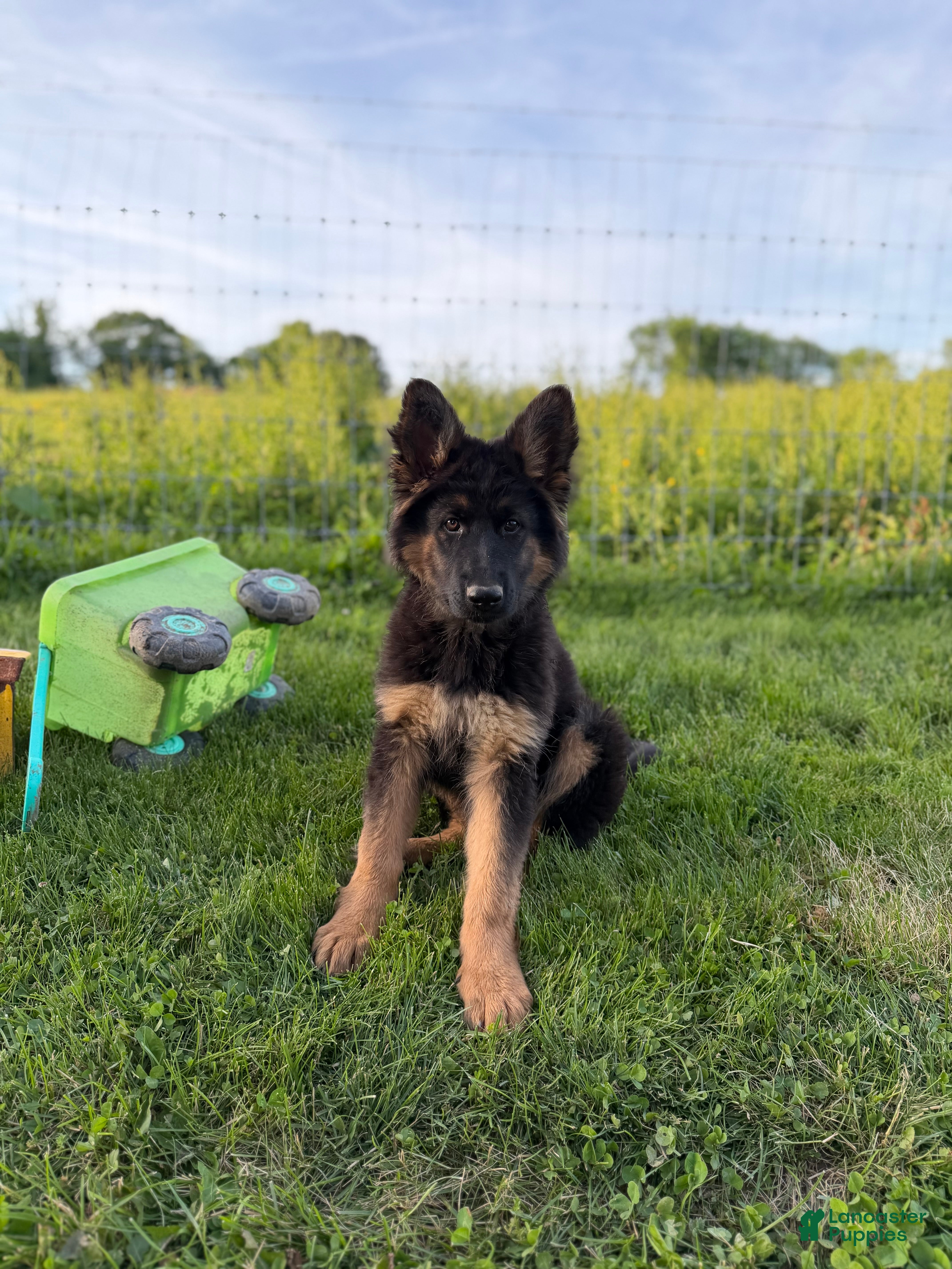 German Shepherd dogs Nova - Ad 2