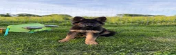 German Shepherd dogs for sale: Nova - Ad 2
