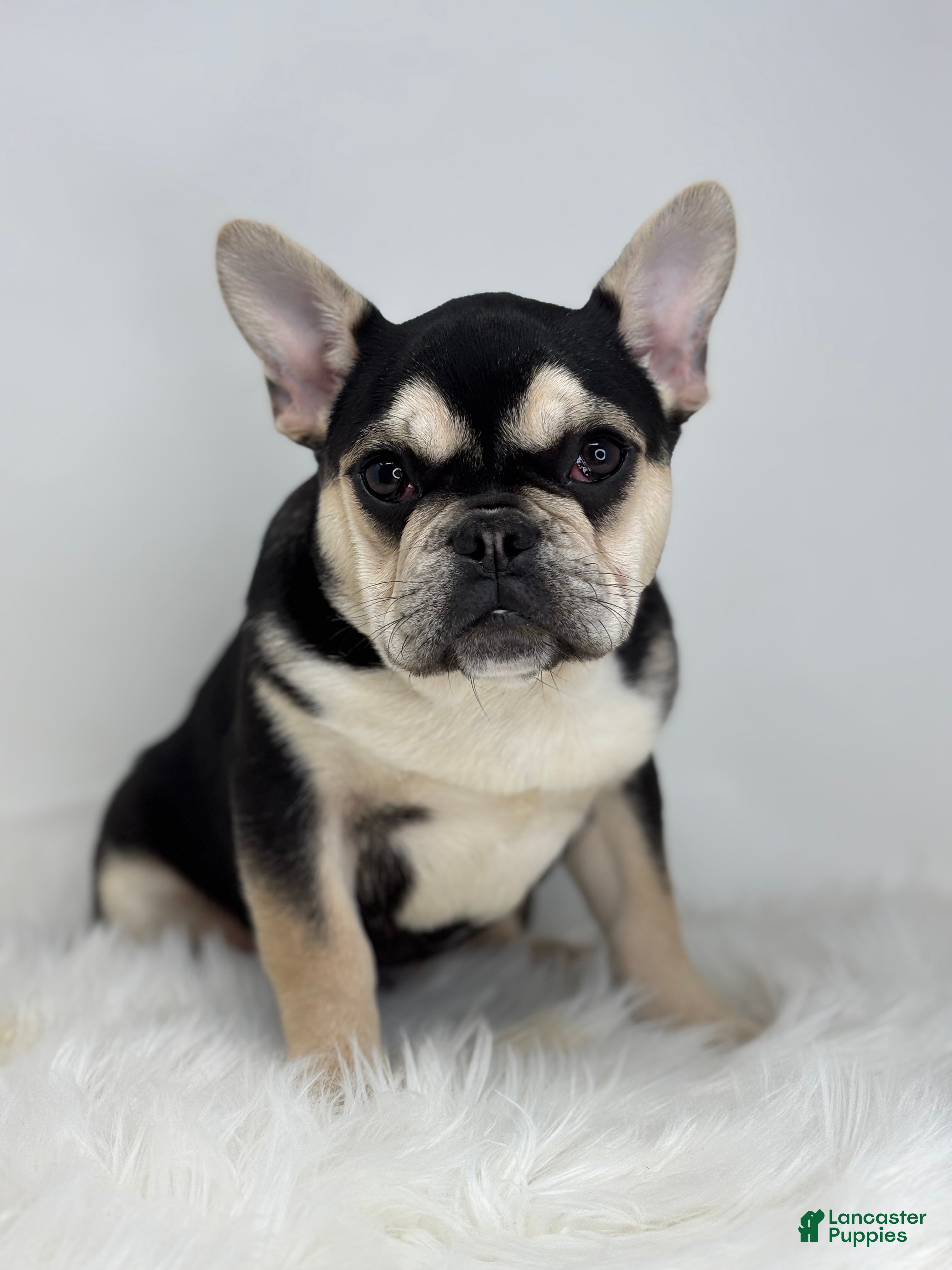 French Bulldog dogs Blake - Ad 2