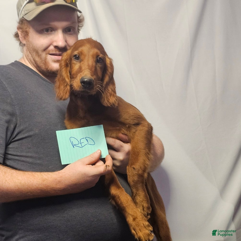 Irish Setter dogs Irish Setter Red Collar - Ad 13