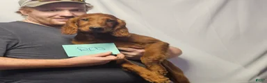 Irish Setter Red Collar