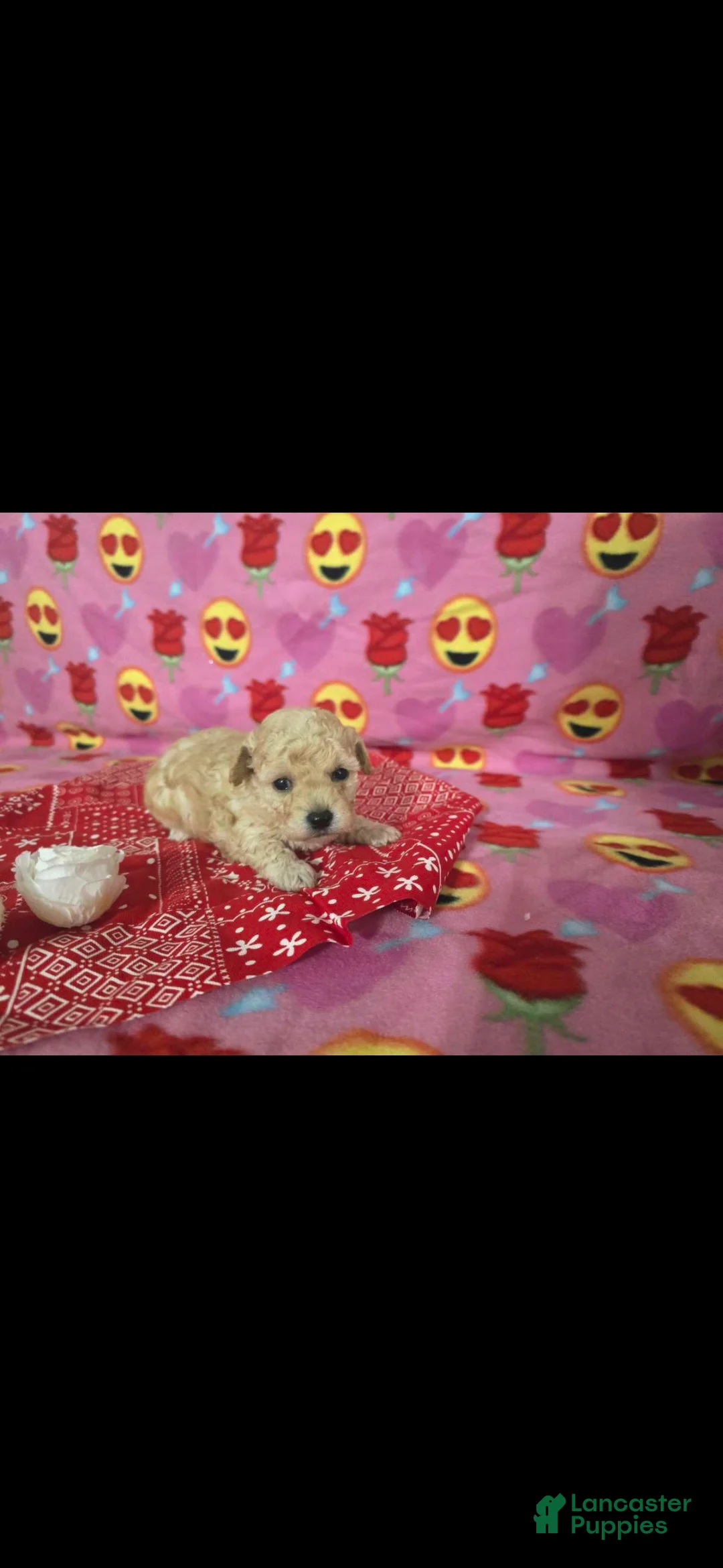 Toy Poodle dogs for sale: Toy Poodle Puppy 2 - Ad 2