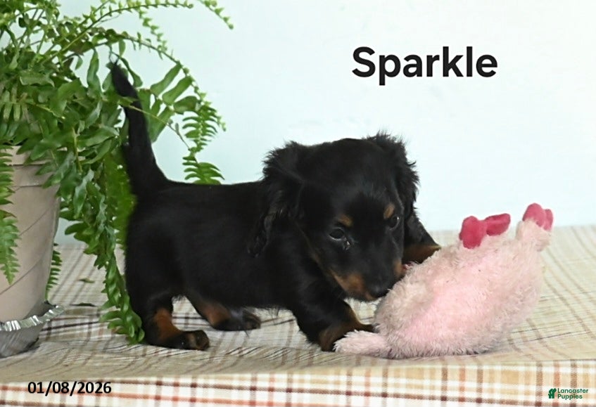 Miniature Dachshund dogs Sparkle - Ad 36
