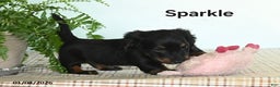 Miniature Dachshund dogs for sale: Sparkle - Ad 1