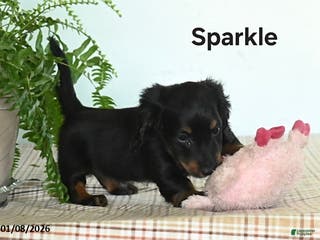 Miniature Dachshund dogs Sparkle - Ad 42