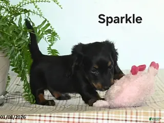 Miniature Dachshund dogs Sparkle - Ad 35