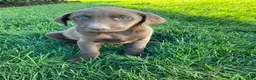 Labrador Retriever dogs for sale: Libby - Ad 3