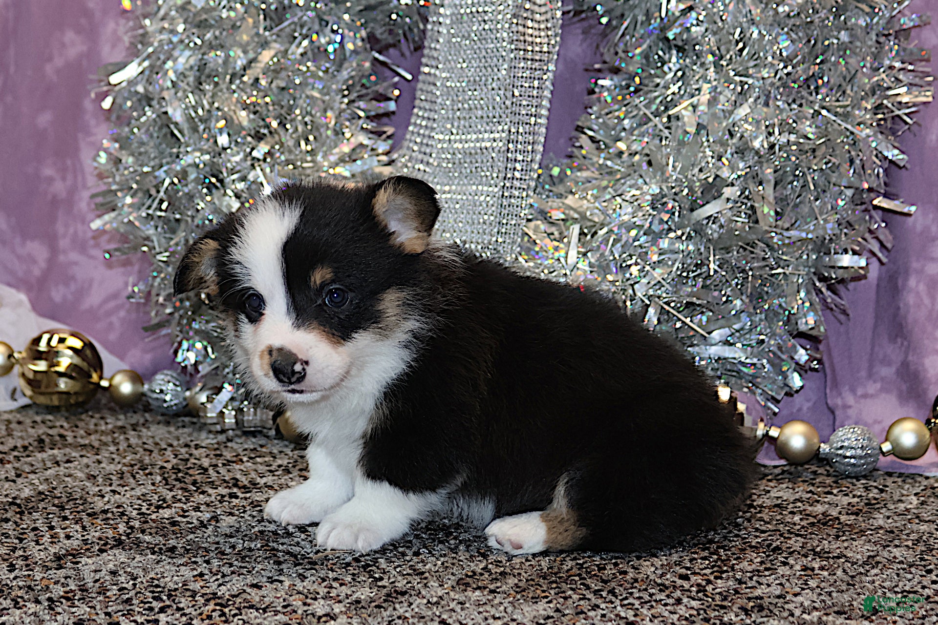 Welsh Corgi Pembroke dogs OFA Parents Farley - Ad 41