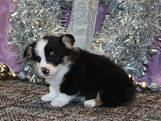 Welsh Corgi Pembroke dogs OFA Parents Farley - Ad 41