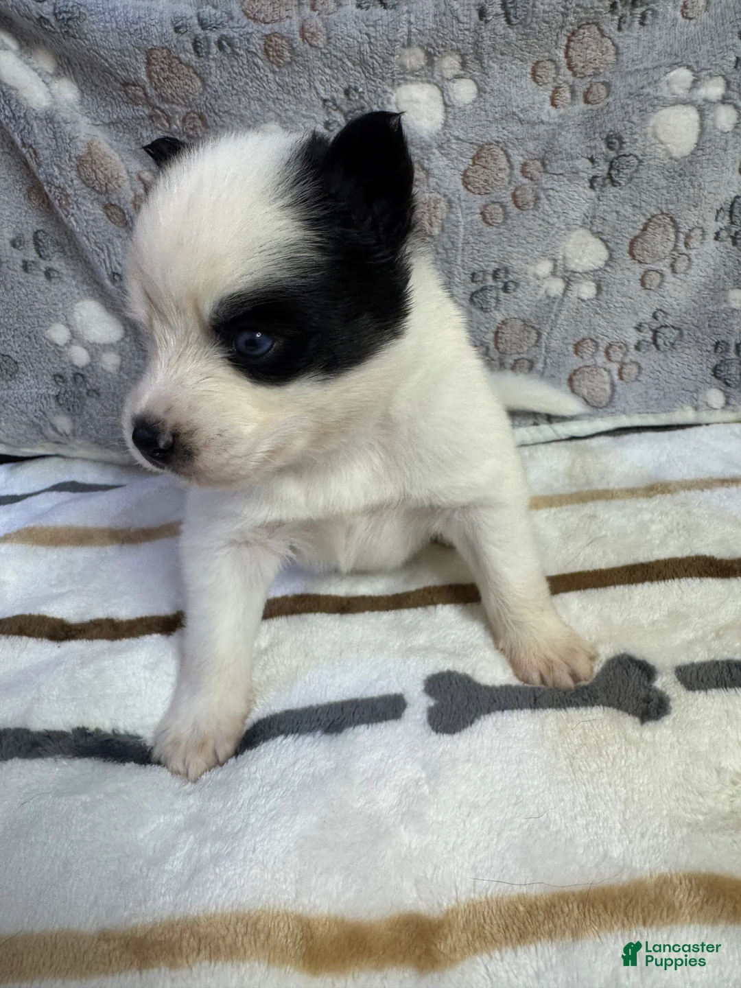 Pomsky dogs for sale: Patrick aka P - Ad 2