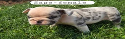 Olde English Bulldogge dogs for sale: Olde English Bulldogge 4 - Ad 3