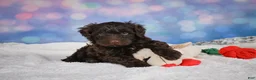 Mini Goldendoodle dogs for sale: Jake - Ad 10