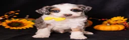 Mini Bernedoodle dogs for sale: Racer - Ad 5